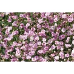 GYPSOPHILA paniculata...