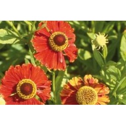 HELENIUM 'Moerheim Beauty'...