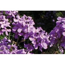 HESPERIS matronalis FF C0.65L