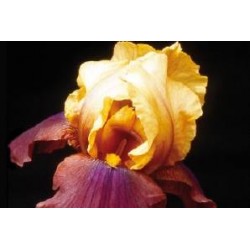 IRIS germanica 'Accent' FF...