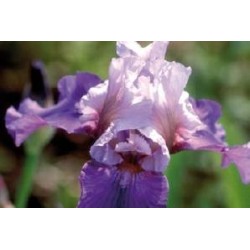 IRIS germanica 'Arpege' FF...