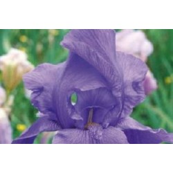 IRIS germanica 'Blue...