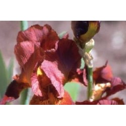 IRIS germanica FF C0.65L