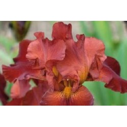 IRIS germanica 'Danse du...