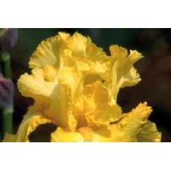 IRIS germanica FF C0.65L