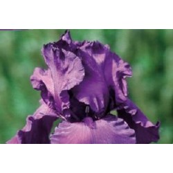 IRIS germanica FF C0.65L