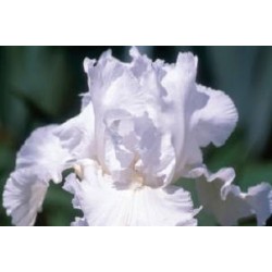 IRIS germanica 'Glacier' FF...