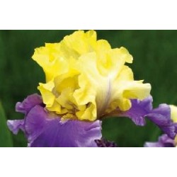 IRIS germanica 'Milestone'...