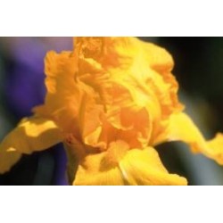 IRIS germanica 'Ola Kala'...