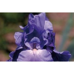 IRIS germanica 'Pacific...