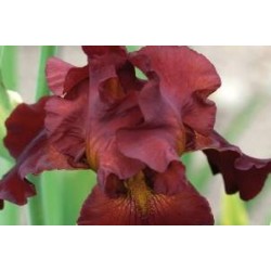 IRIS germanica 'Pagan' FF...