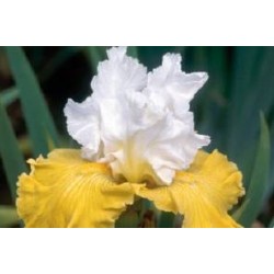 IRIS germanica 'Pinnacle'...