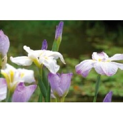 IRIS ensata FF C0.65L
