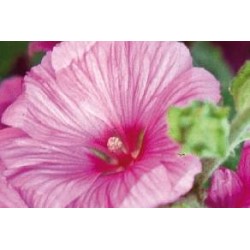 LAVATERA 'Burgundy Wine' FF...