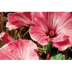 MALVA olbia 'Rosea' FF C0.65L