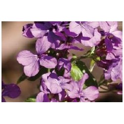 LUNARIA annua FF C0.65L