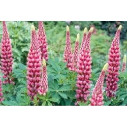 LUPINUS 'The Chatelaine' FF...