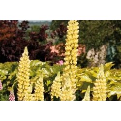 LUPINUS 'Le Chandelier' FF...