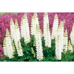LUPINUS 'Noble Maiden' FF...