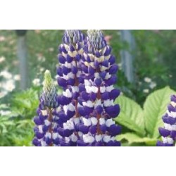 LUPINUS 'Le Gentilhomme' FF...