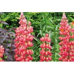 LUPINUS 'Les Pages' FF C0.65L