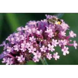 VERBENA bonariensis FF C0.65L