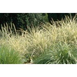 CAREX comans FF C0.65L