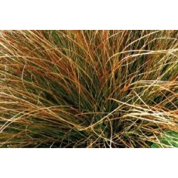 CAREX testacea FF C0.65L
