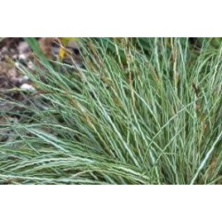 CAREX morrowii 'Variegata'...