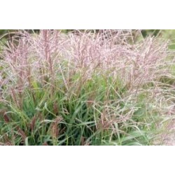MISCANTHUS sinensis...