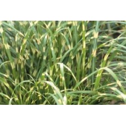 MISCANTHUS sinensis...