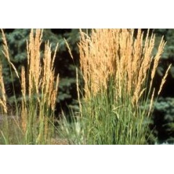 PANICUM virgatum FF C0.65L