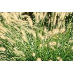 PENNISETUM alopecuroides FF...