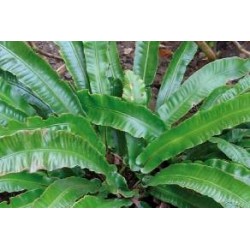 ASPLENIUM scolopendrium FF...