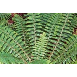 POLYSTICHUM setiferum FF...
