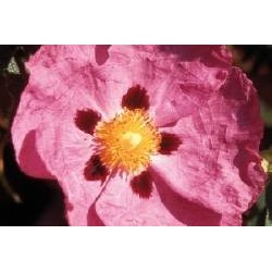 CISTUS purpureus FF C0.65L