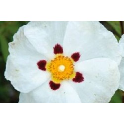 CISTUS florentinus FF C0.65L
