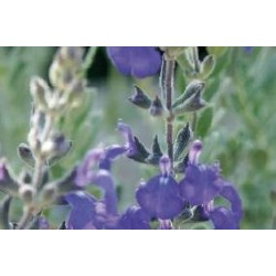 SALVIA chamaedryoides FF...