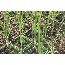 POIREAU perpetuel FF P10