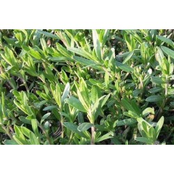 HYSOPE officinale FF P10