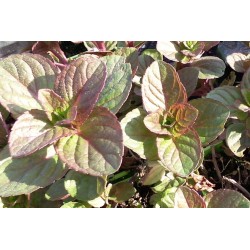 MENTHE Bergamote FF P10