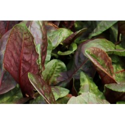 OSEILLE sanguine FF P10