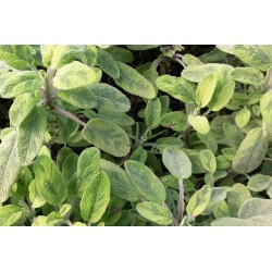 SAUGE officinale 'Icterina'...