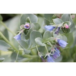 MERTENSIA maritima FF P10