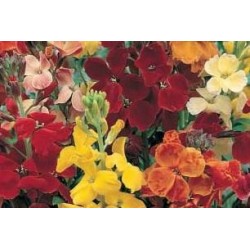 GIROFLEE ravenelle FF B6G8