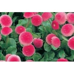 PAQUERETTE perenne FF B6G8