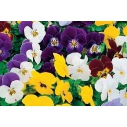 VIOLA cornuta FF B6G8