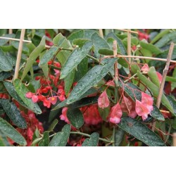 BEGONIA Tamaya FF C1.4L-DECO