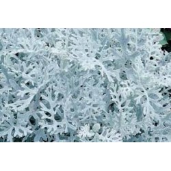 CINERAIRE maritime FF C0.65L