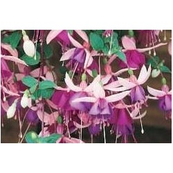 FUCHSIA retombant FF C0.65L